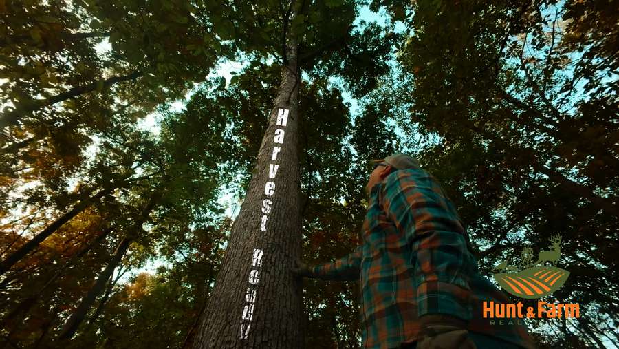 201 Wood Timber pic.jpg